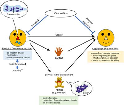 Mechanisms Underlying Pneumococcal Transmission and Factors Influencing Host-Pneumococcus Interaction: A Review